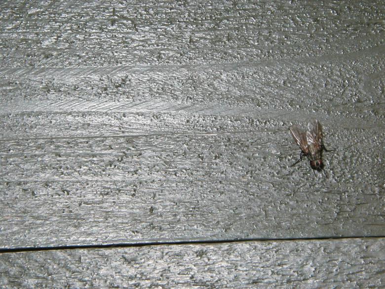 Free stock image of House fly on wood created by Bjorgvin