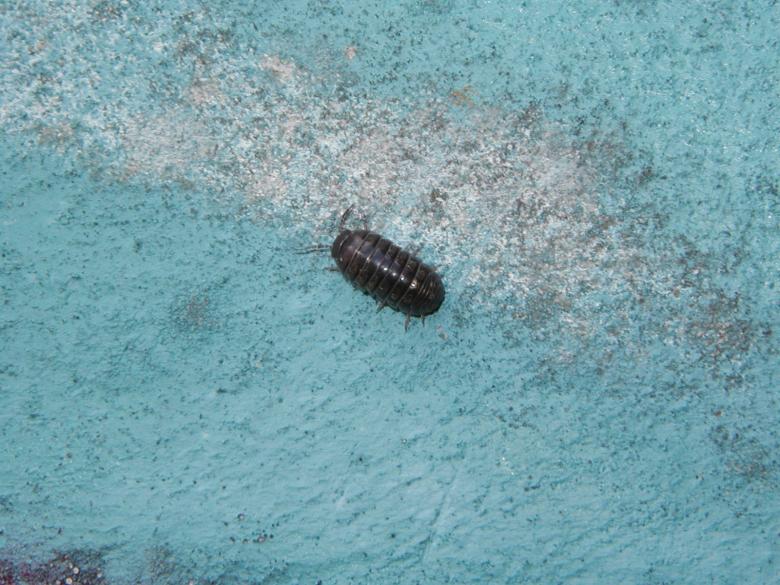 Free stock image of Insect crawling on wall created by Bjorgvin