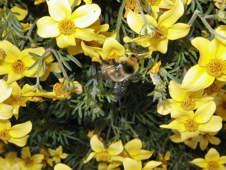 Free stock image of Summer Bumblebee created by Bjorgvin