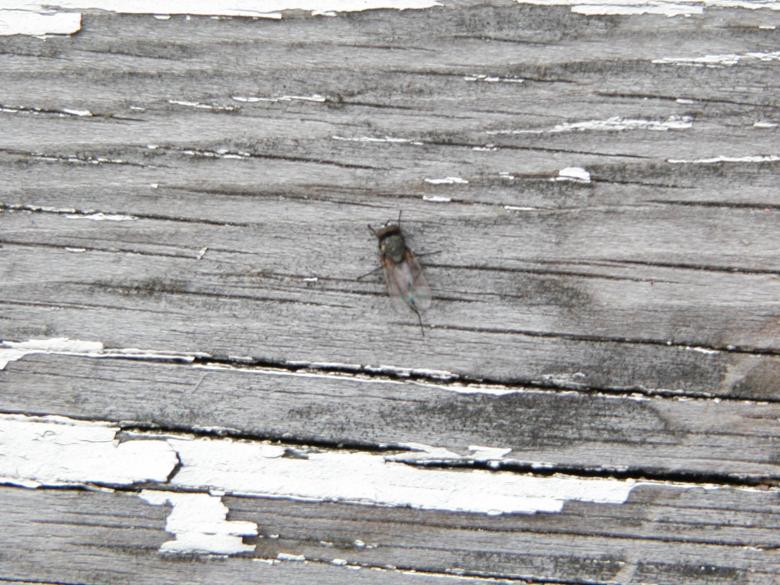 Free stock image of Fly on the wall created by Bjorgvin