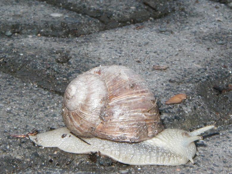 Free stock image of Snail created by Bjorgvin