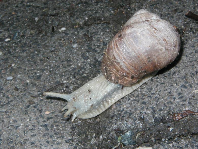 Free stock image of Big Snail created by Bjorgvin