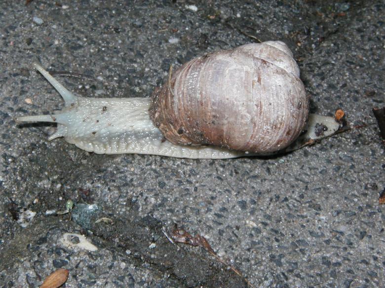 Free stock image of Large Slug created by Bjorgvin