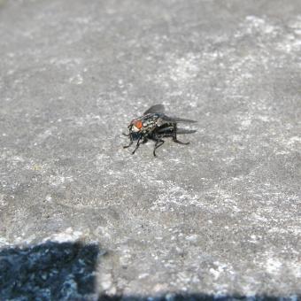 Free Stock Photo of House Fly