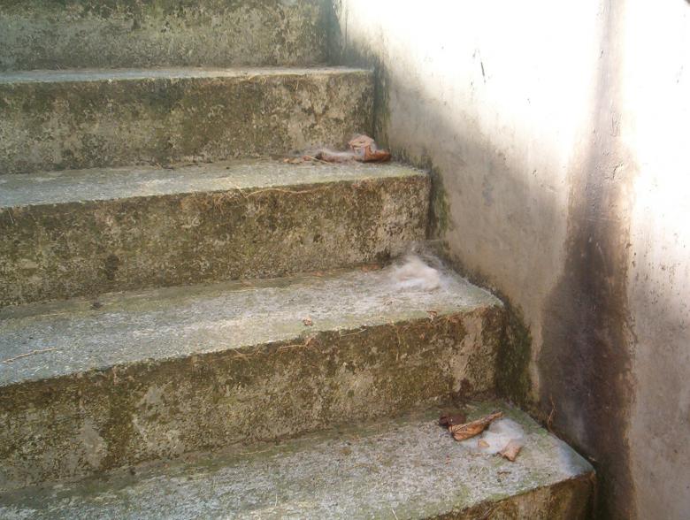 Free stock image of Stairs created by andreas climent