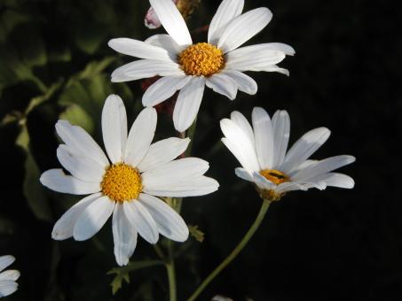 Free Stock Photo of White flowers