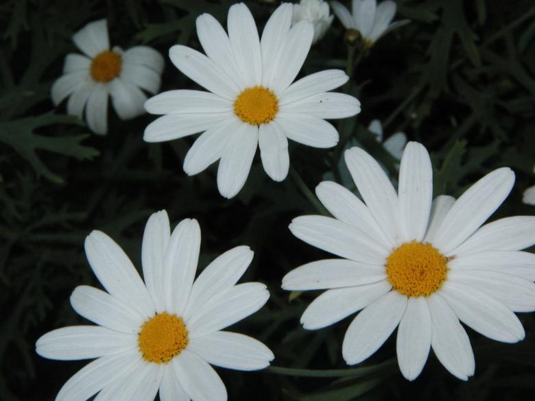 Free stock image of 3 White flowers created by Bjorgvin