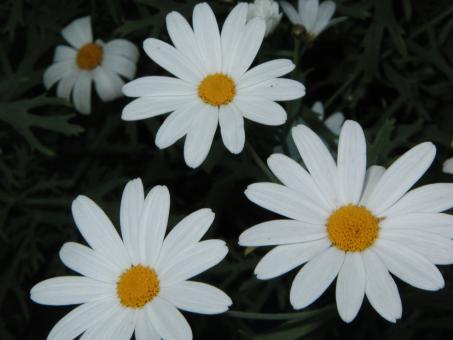Free Stock Photo of 3 White flowers