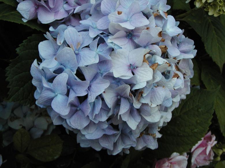 Free stock image of Dying flower created by Bjorgvin