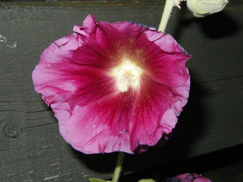 Free stock image of Pink flower created by Bjorgvin