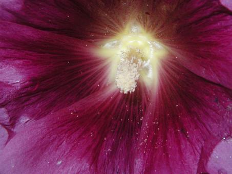 Free Stock Photo of Pink flower