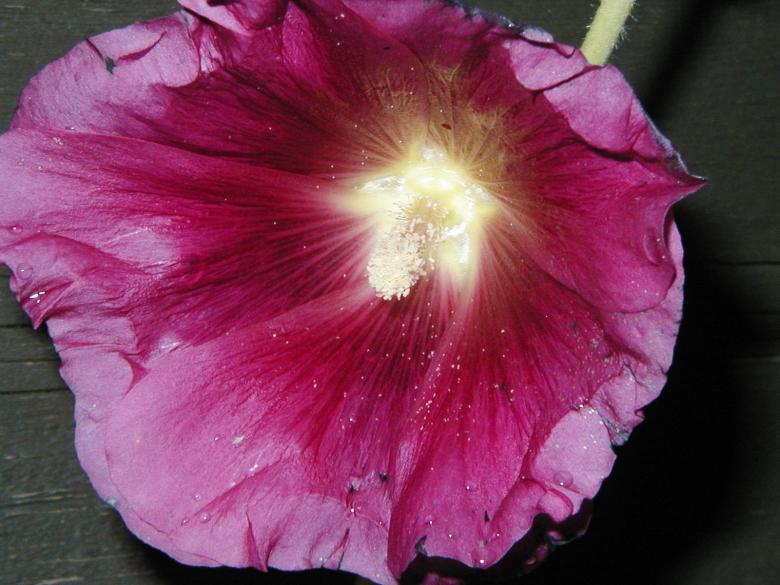 Free stock image of Pink flower created by Bjorgvin