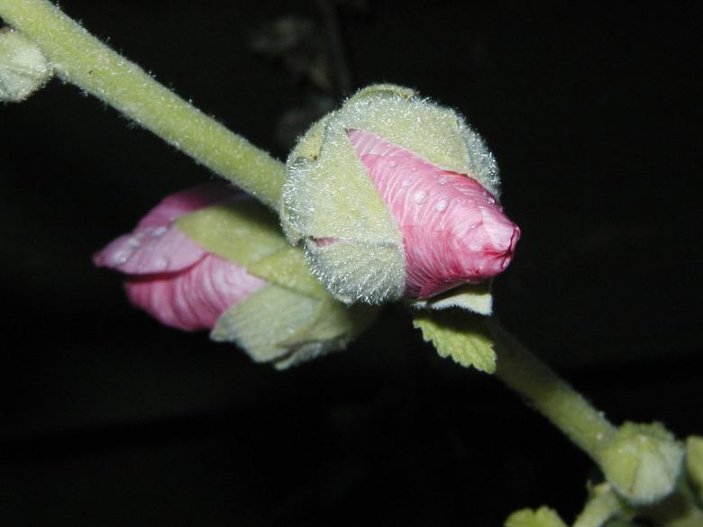 Free stock image of Rose created by Bjorgvin