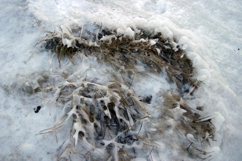 Free stock image of Frozen ground created by Héðinn