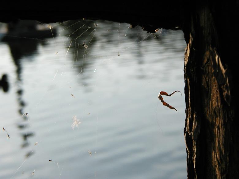 Free stock image of Spiderweb on tree created by Bjorgvin
