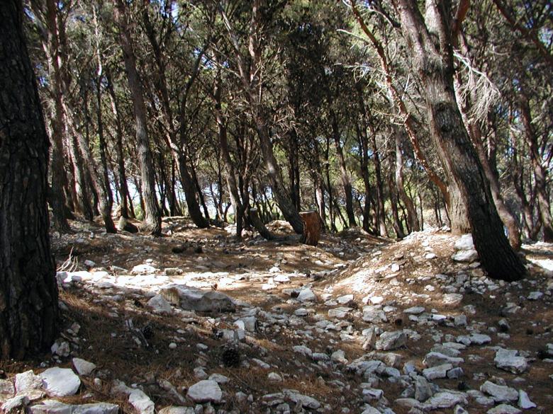 Free stock image of Rocky forest ground created by sn4tch