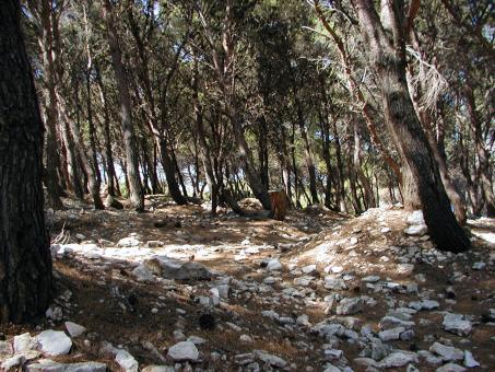 Rocky forest ground - Free Stock Photo