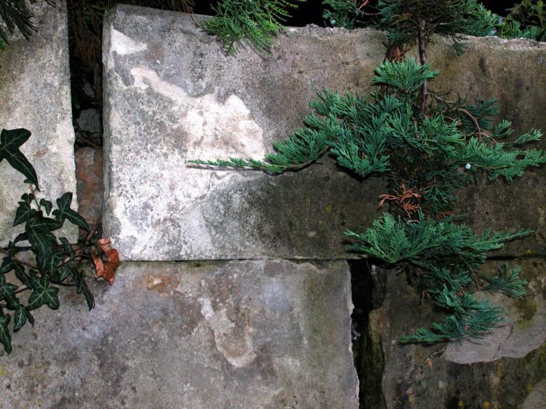 Free stock image of Plant grown wall created by oliver ottner