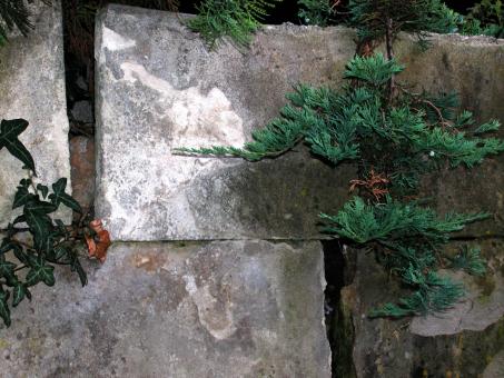 Plant grown wall - Free Stock Photo