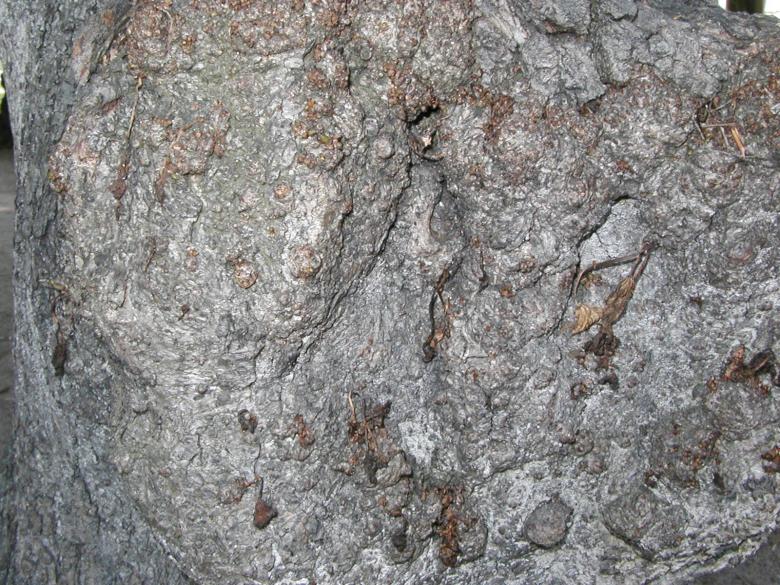 Free stock image of Stone texture created by Bjorgvin
