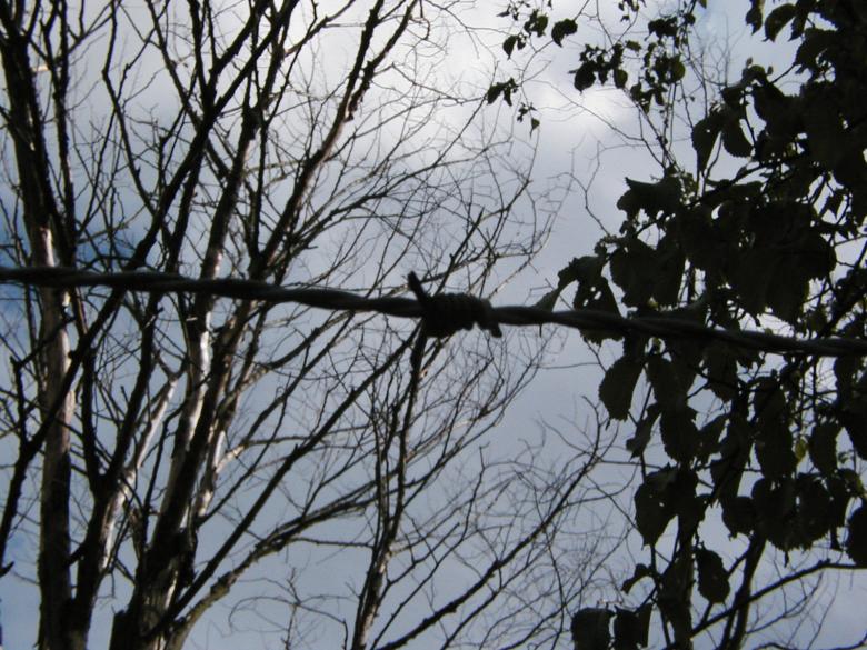 Free stock image of Barbed wire in the woods created by Bjorgvin