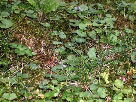 Grass and plants - Free Stock Photo
