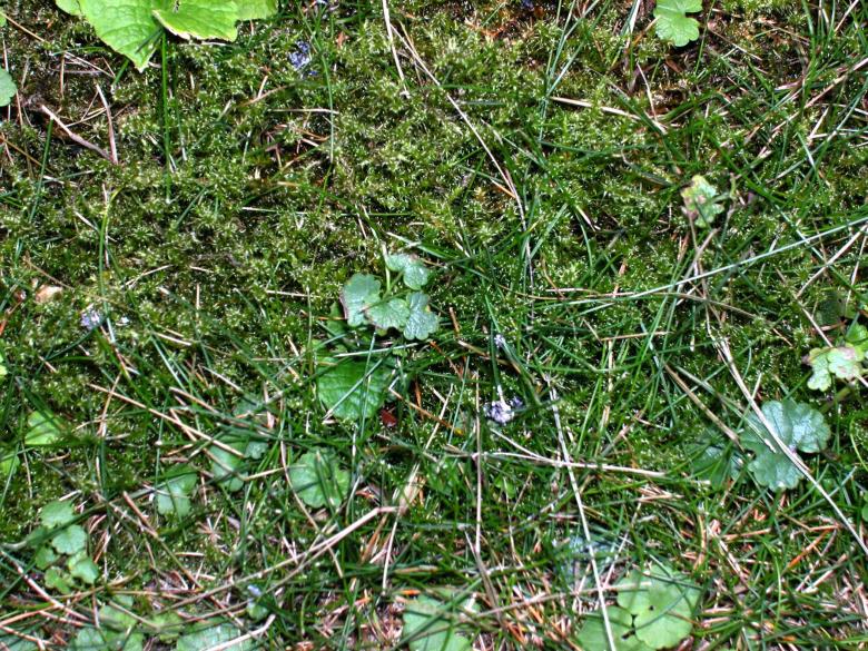 Free stock image of Grass and plants created by oliver ottner