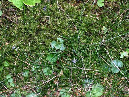 Grass and plants - Free Stock Photo