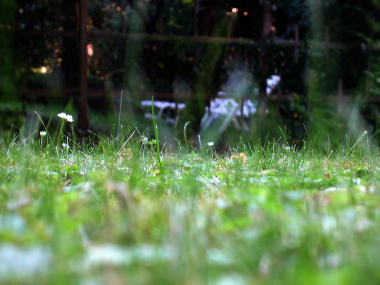 Free stock image of Grass created by oliver ottner