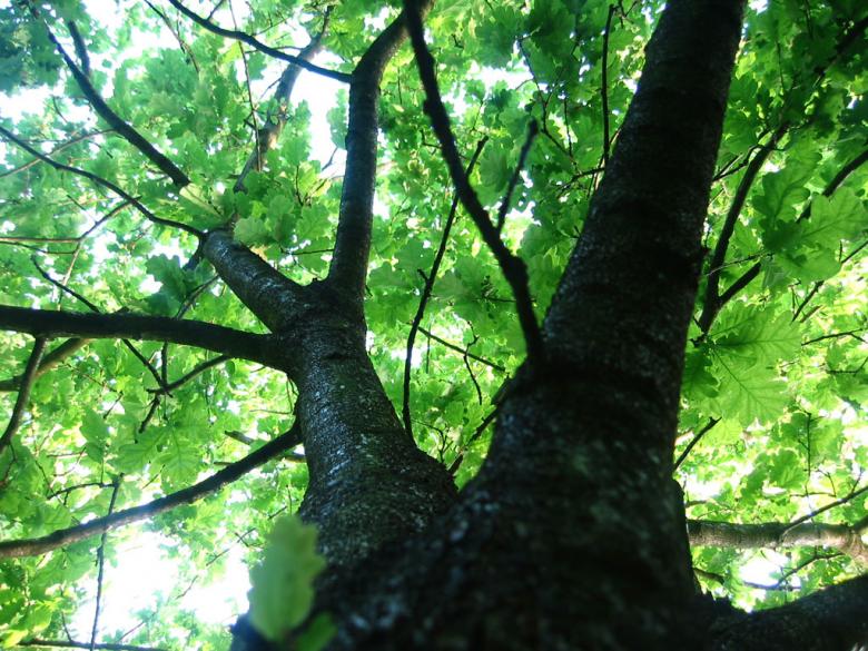 Free stock image of Tall tree created by ozonegfx