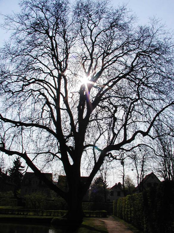 Free stock image of Bare tree created by sn4tch