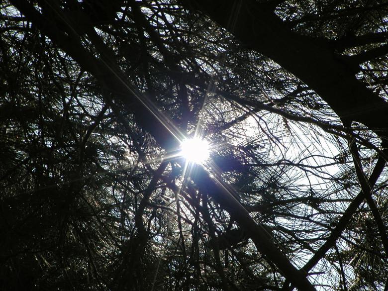 Free stock image of Tree branches in the sun created by sn4tch