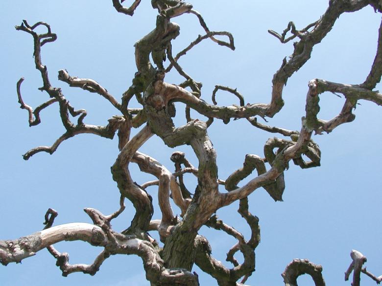 Free stock image of Abstract tree branches created by Bjorgvin
