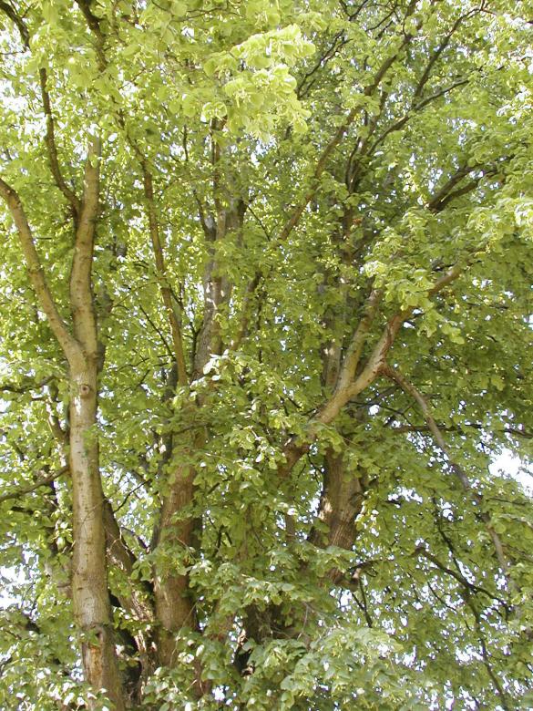 Free stock image of Tree created by Bjorgvin