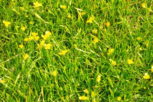 Yellow flowers in grass - Free Stock Photo