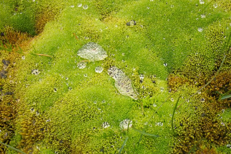 Free stock image of Green moss created by Héðinn