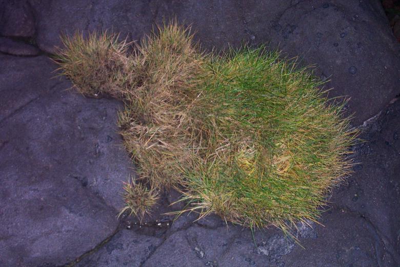 Free stock image of Grass on rock created by Héðinn