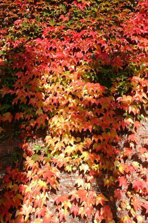 Free stock image of Leafs in fall colours created by Bjorgvin