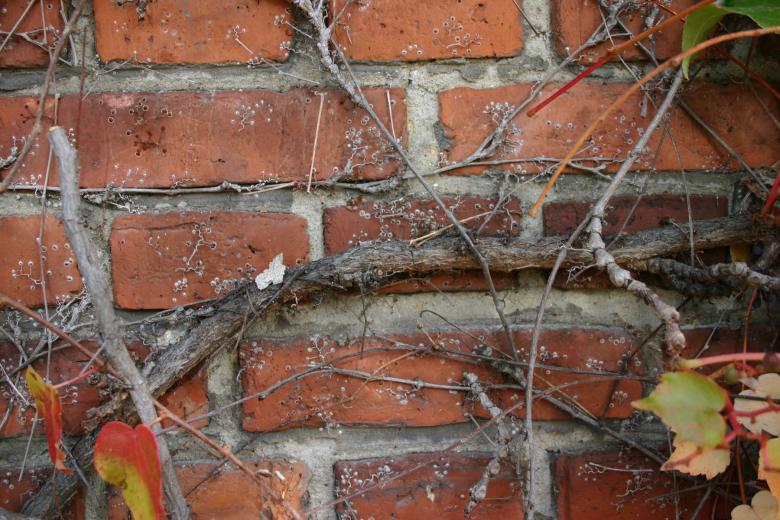 Free stock image of Plant on a brick wall created by Bjorgvin