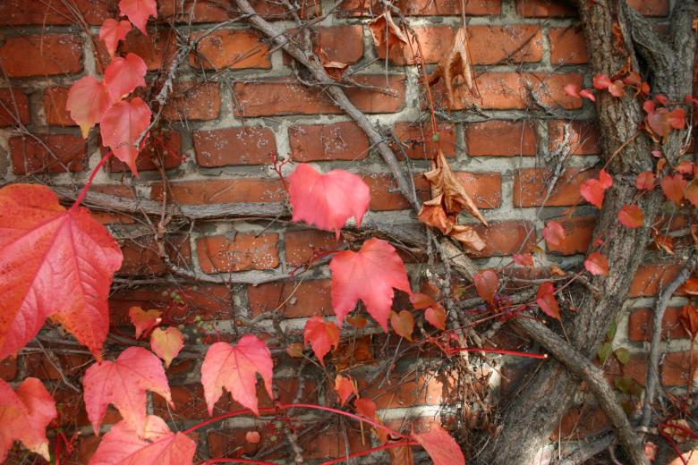 Free stock image of Plant on a brick wall created by Bjorgvin