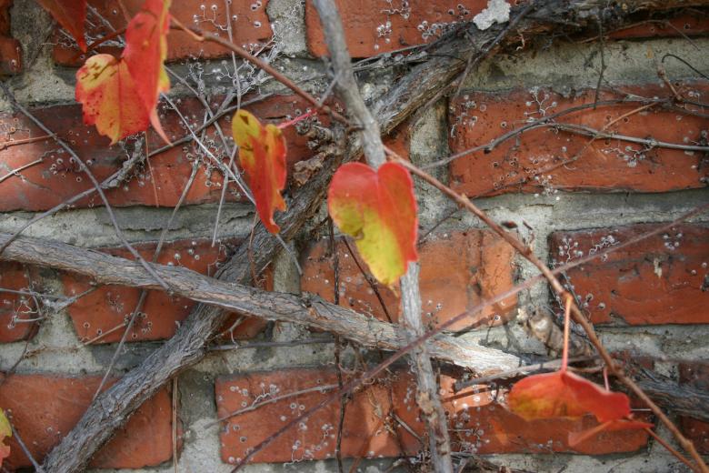 Free stock image of Plant on a brick wall created by Bjorgvin