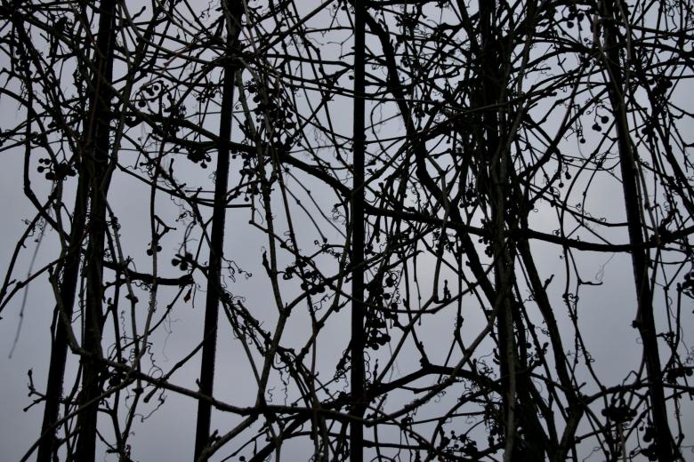 Free stock image of Tree growing on a fence created by Bjorgvin
