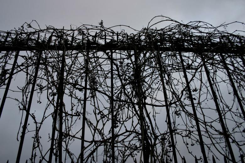 Free stock image of Tree growing on a fence created by Bjorgvin