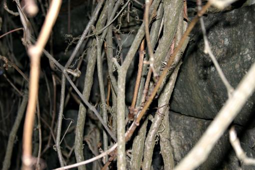 Free Stock Photo of Branches