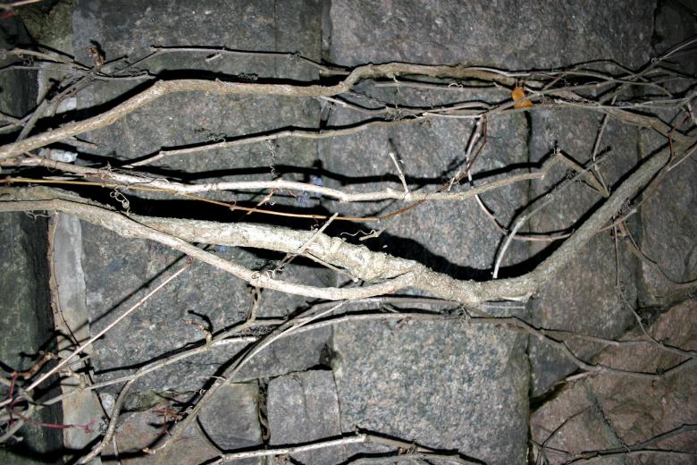 Free stock image of tree against a brick wall created by Bjorgvin