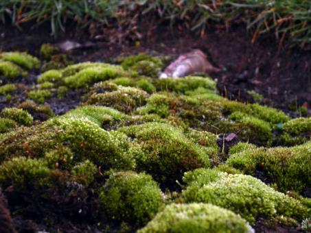 Green moss - Free Stock Photo