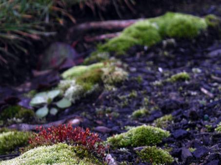 Green moss and red flowers - Free Stock Photo