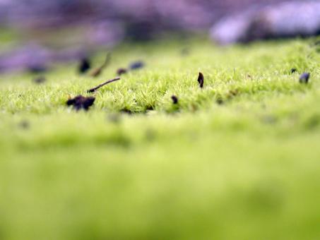 Green moss - Free Stock Photo