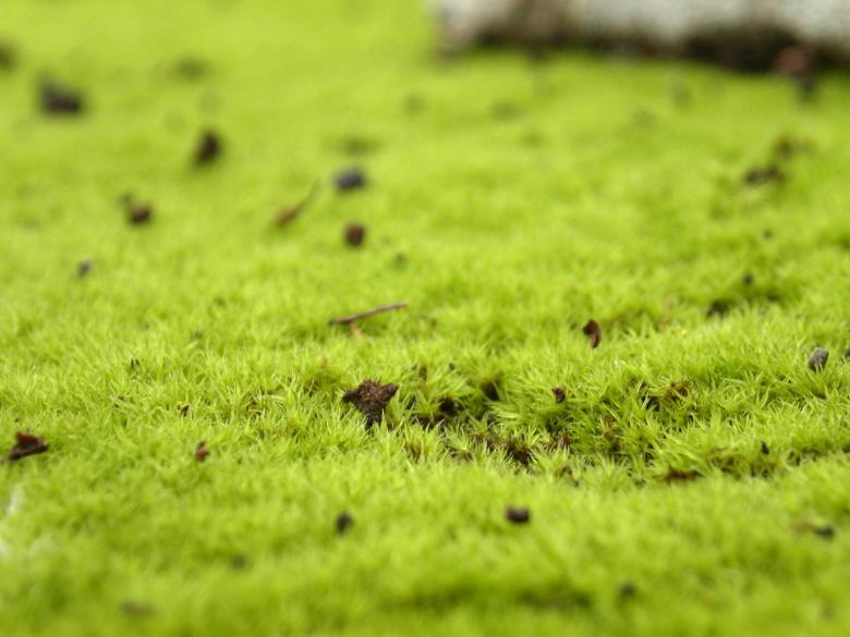 Free stock image of Green grass created by collin votrobeck