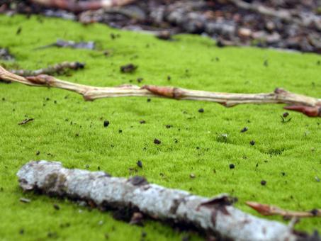 Green grass - Free Stock Photo